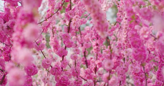 春天公园盛开迎春花榆叶梅紫叶李