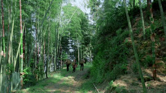 人们山间竹林挖竹笋挖春笋大自然的馈赠