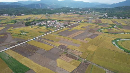 惠州稔山镇稻田水稻丰收航拍