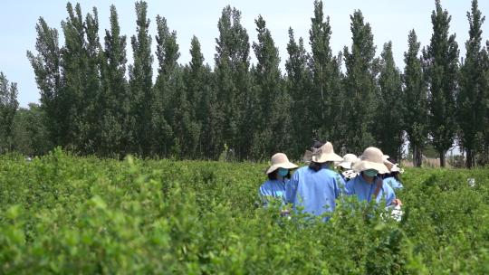 金银花 种植 加工 收获 农业 三农 农村振兴 药材 中药种植 金银花加工 金银花种植 (26)