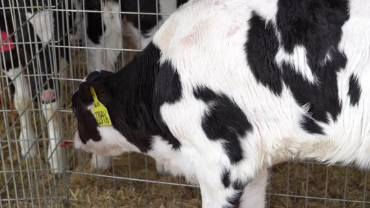 奶牛 小奶牛 奶牛场 奶牛养殖 (4)