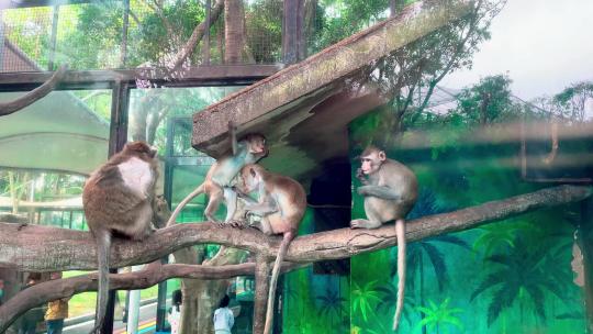 4K野生动物猴子儿猴群3视频素材模板下载