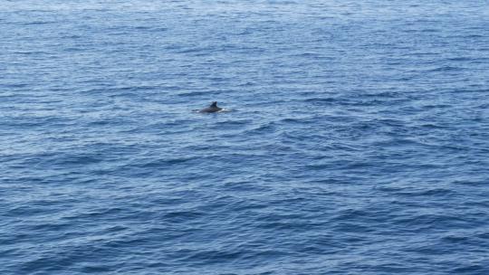 海豚在海域游泳