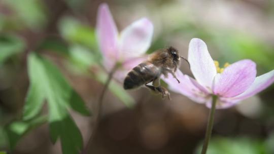 熊蜂蜜蜂花多采蜜特写慢镜头