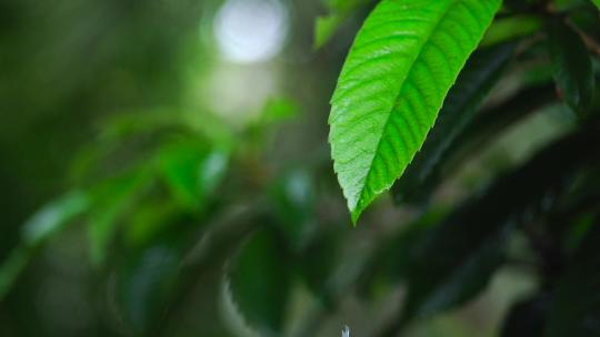 雨滴从叶子上落下