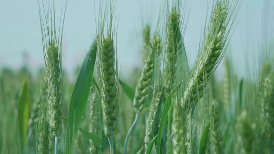 小麦麦田麦穗青小麦灌浆期唯美麦穗