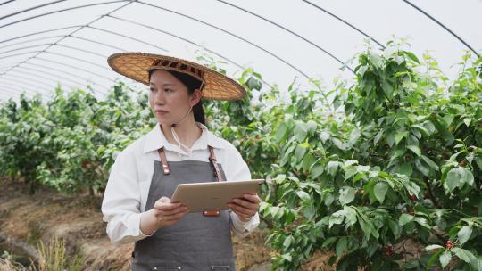 中年女性科技人员在农业大棚里观察樱桃生长
