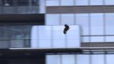 城市飞翔的老鹰高清在线视频素材下载