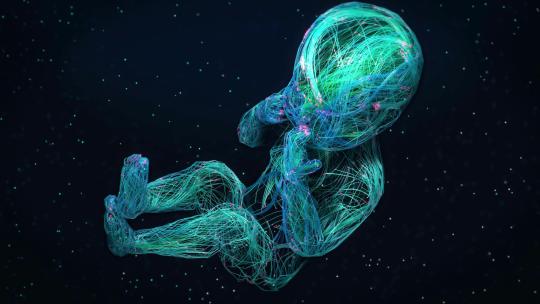 3D粒子线条生长为人类胎儿