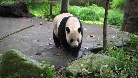 大熊猫走来走去熊猫运动野外熊猫野生熊猫