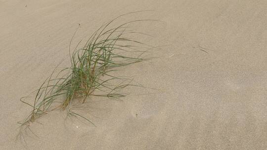 沙滩上的草特写