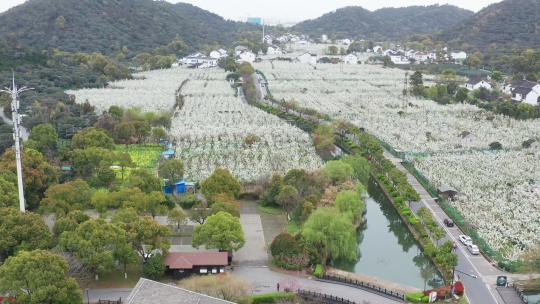 苏州树山地区春季原生态花开季节