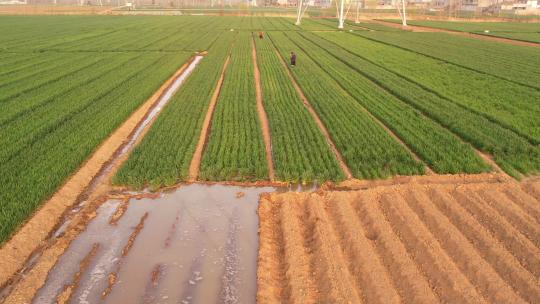 灌溉麦子 浇地水渠 浇水浇小麦 农田灌溉