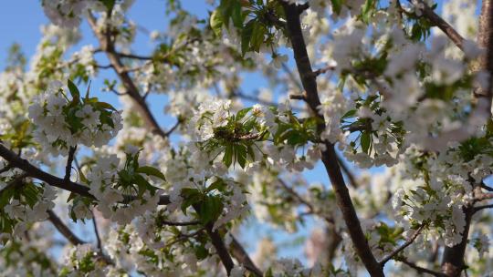 稳定器拍摄的樱桃花可做慢镜头