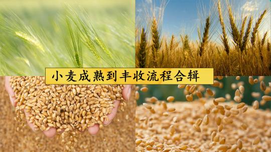 小麦成熟到丰收流程合辑