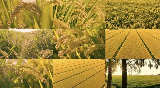 金色稻田露水水稻丰收稻谷稻穗特写秋天稻子高清在线视频素材下载