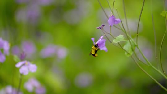 春天的野花蜜蜂采蜜蝴蝶飞舞