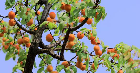 实拍满树成熟的杏