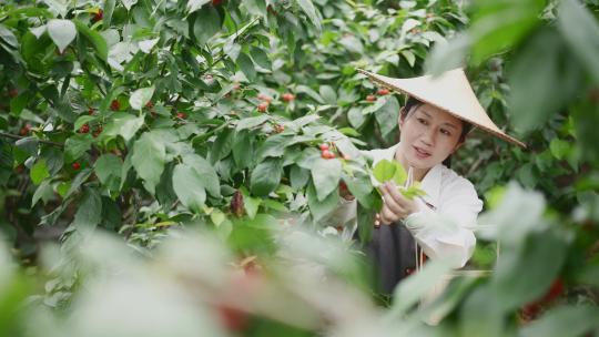 中年女性农民在果园采摘小樱桃