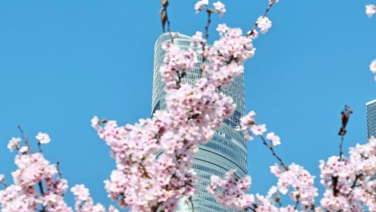 上海城市陆家嘴地标上海樱花北上广樱花特写