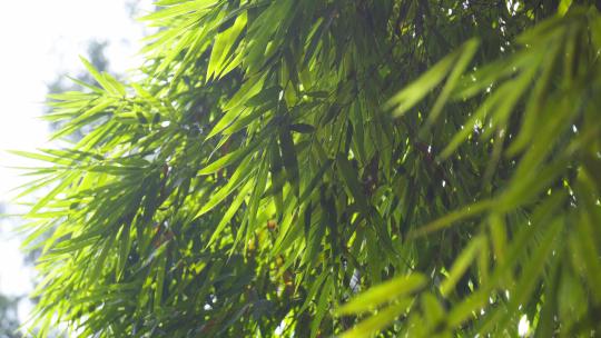 唯美大自然竹子