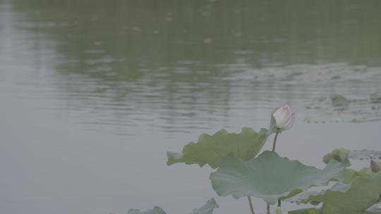 夏季湿地湖河池塘荷花落雨荷叶户外自然