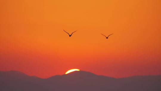 308_海鸥在明亮的橙色天空中飞翔