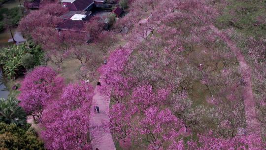 广州香雪公园春日阳光红梅盛开航拍4K视频