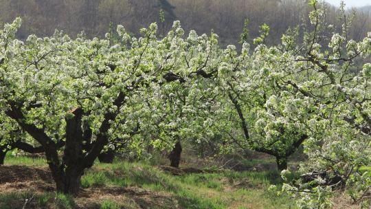 威海里口山姜家疃村的梨树和梨花