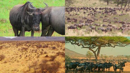 [合集]非洲角马迁徙季节视频素材模板下载