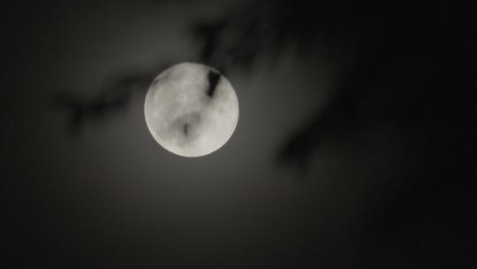 树枝月亮 月亮意境