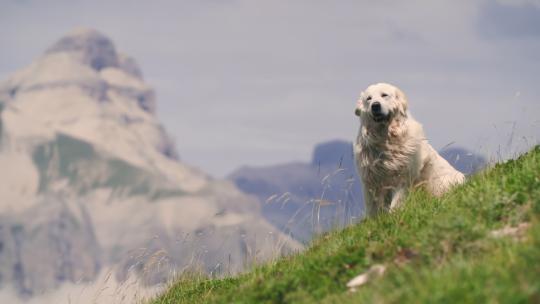 一只狗在山坡上吹风