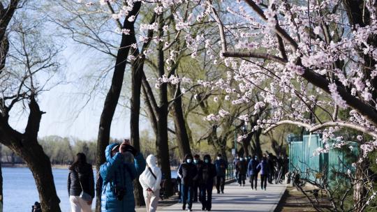 北京颐和园春季春天山桃花