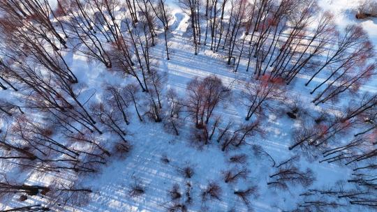 航拍早春雪原红柳林