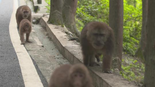 h猴子走在马路上视频素材模板下载