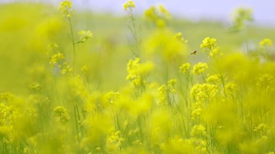 【4K实拍】春天盛开的金黄色油菜花田升格