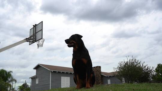 狗坐在篮球场上等待
