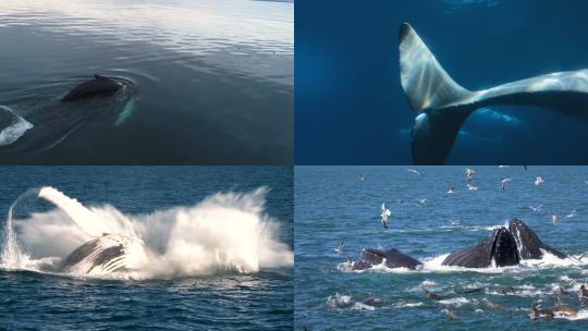 【合集】鲸鱼 鲸鱼跃起
