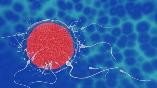 卵子和精子之间的受精前模型 3D动画4K (6)