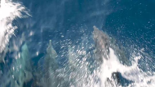 海豚在海面上嬉戏游泳视频素材模板下载