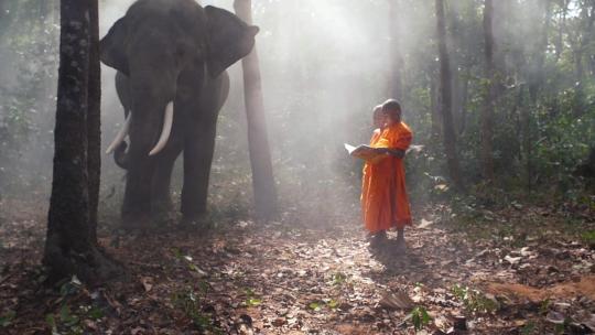 大象和僧侣
