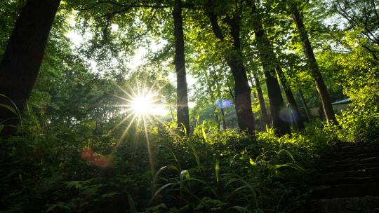 春天夏天更替时绿油油的森林星芒