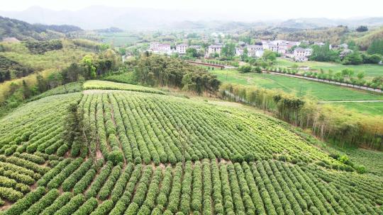 茶厂茶山茶园绿茶树航拍