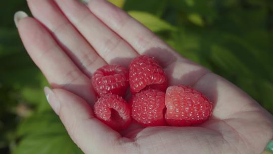 乡村振兴农业种植红色树莓