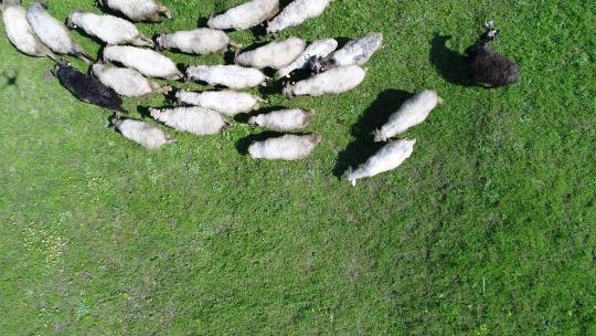一群绵羊跑过乡村的绿地视频素材模板下载