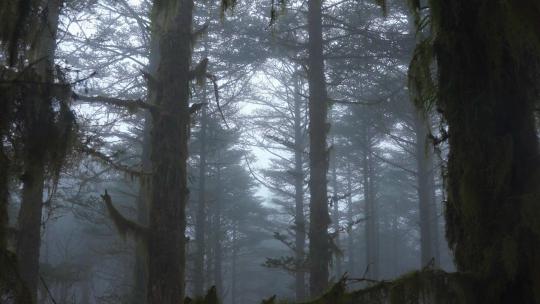 阴雨天气迷雾森林视频素材模板下载