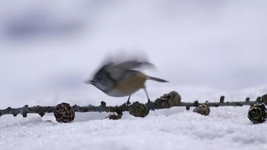 冬天雪地里的山雀