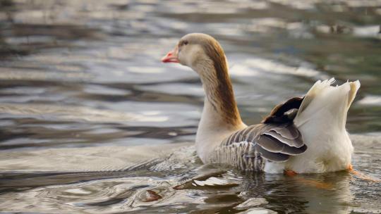 湿地野生鸭子游泳
