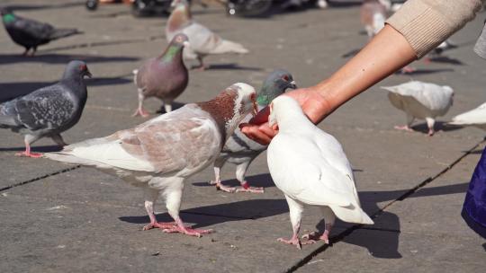 广场上喂食鸽子