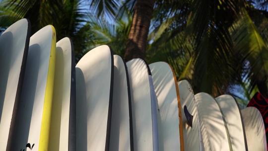 树立在椰林里的冲浪板视频素材模板下载
